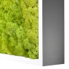 Gestabiliseerde plantenfoto's verticale tuin mosgroen Lichen 